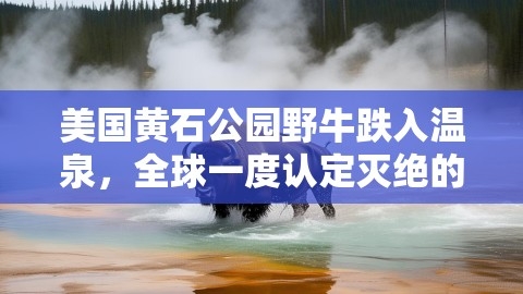 美国黄石公园野牛跌入温泉，全球一度认定灭绝的野牛目前仅剩下4775头,美洲野牛,黄石公园,第1张